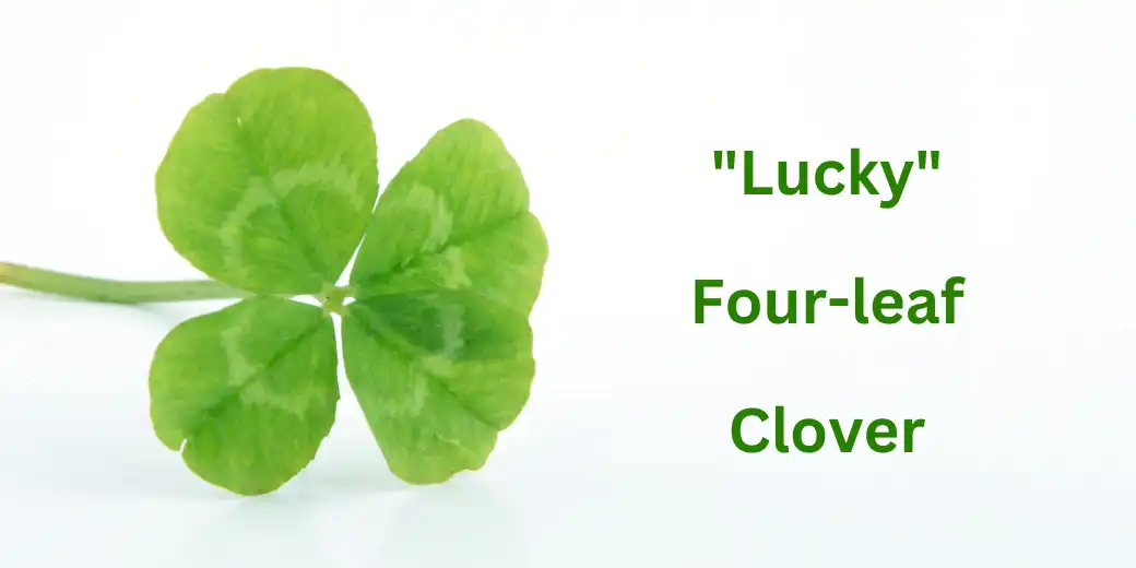 Lucky four clover 